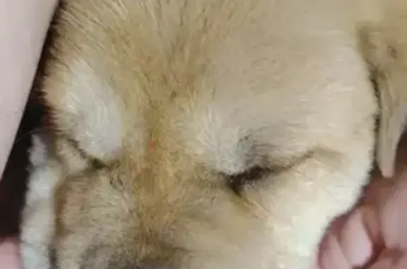 Пропала собака, ул. Кирова, Новошахтинск