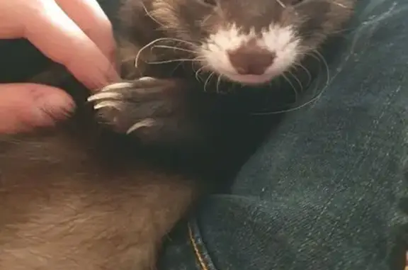 Пропал хорек, Кашира, МО