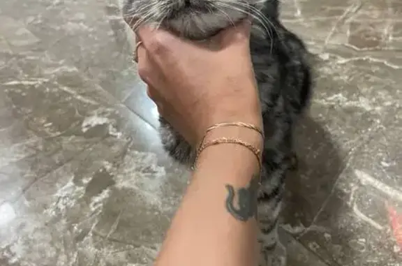 Найдена кошка, Симферополь, фото: Кошка найдена: ул. Павленко, 3А, Симферополь