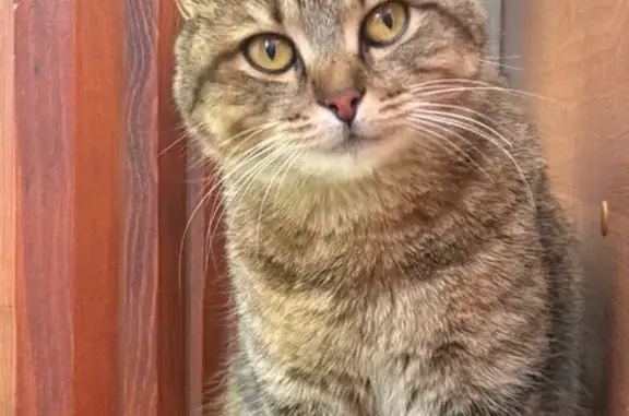 Кошки потеряшки, Иркутск, фото: Потеряшка кошка, ул. Клары Цеткин, 26