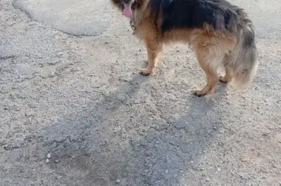 Найдена собака, Липецк, фото: Найдена собака, ул. Ленина 131, Липецк