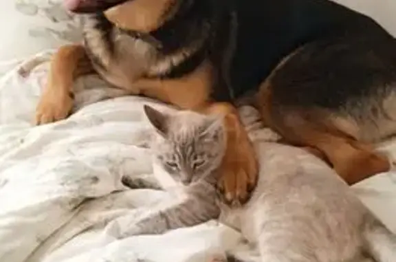 Пропала кошка, ул. Гаугеля, Н. Новгород