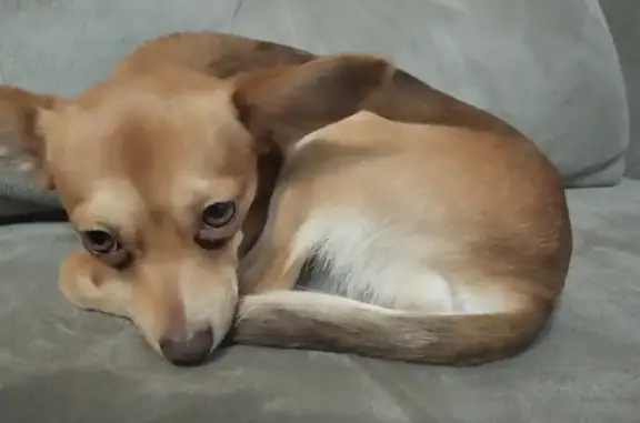 Собаки потеряшки, Томск, фото: Потеряшка собака у школы, Карташова 47, Томск