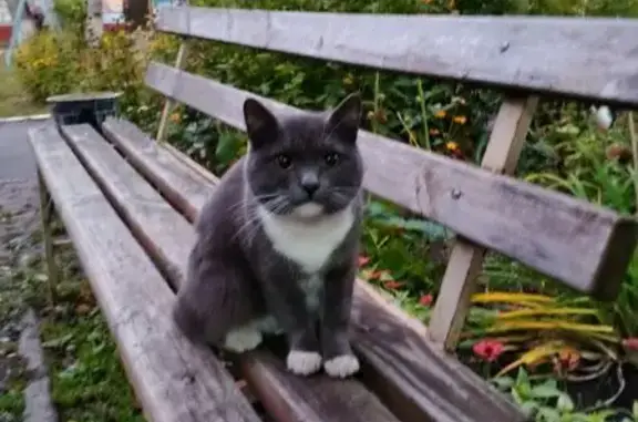 Найдена кошка, Брянск, фото: Кошка найдена: Почтовая 108, Брянск