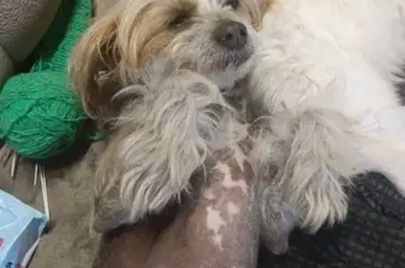 Пропала собака, Курган, Китайская хохлатая