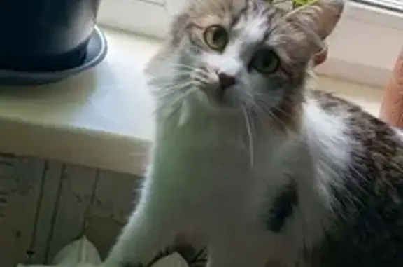 Кошки потеряшки, Чита, фото: Потеряшка кошка, Чита, ул. 14