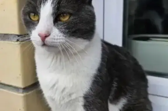 Кот найден на Алмазной улице, Ярославль