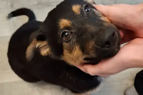 Щенок найден на ост. Республиканская