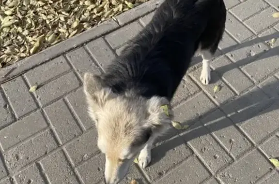 Найдена собака, Костанай, фото: Собака найдена: пр. Абая, 2А, Костанай