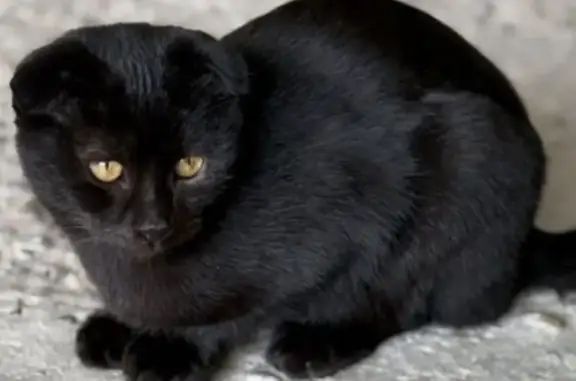 Кошки потеряшки, Элиста, фото: Потеряшка черный котенок, ул. Сян-Белгина, 1