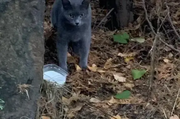 Кошка найдена: Рабочая ул, 2А к31, Химки