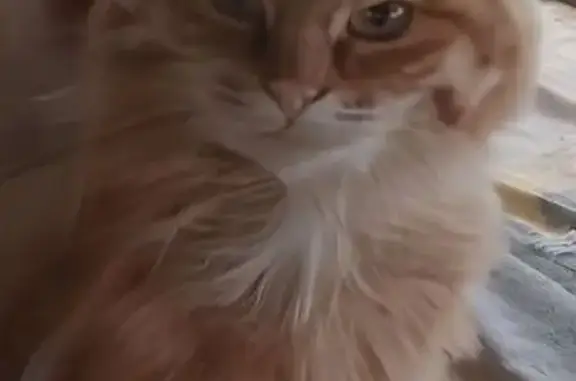 Найдена кошка, Московская область, фото: Кошка найдена, Тропарёво, МО