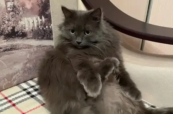 Кошки потеряшки, Новокуйбышевск, фото: Потеряшка кошка, Успенского 5А, Новокуйбышевск