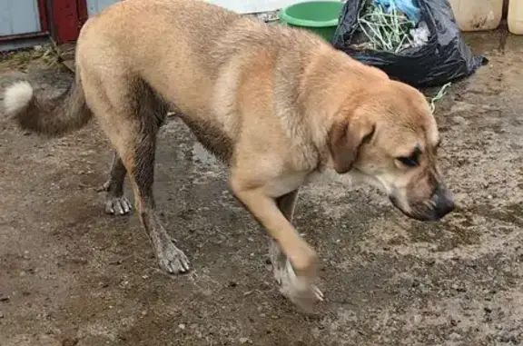 Найдена собака, Подольская 40, Челябинск