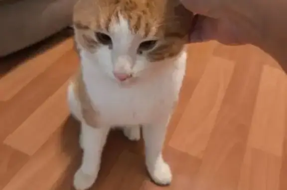 Найденные животные Владивосток, фото: Рыжая кошка найдена на Щетининой, Владивосток