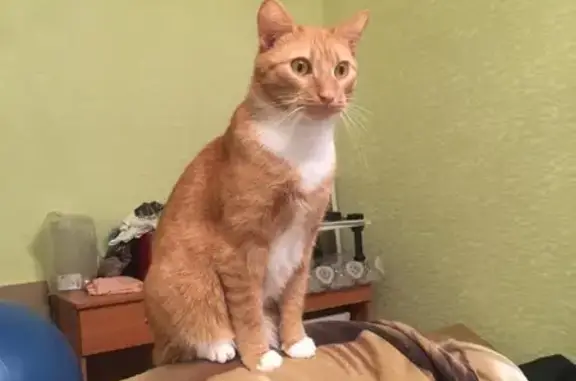 Кошки потеряшки, Коряжма, фото: Потеряшка кошка на Ленина, 22, Коряжма