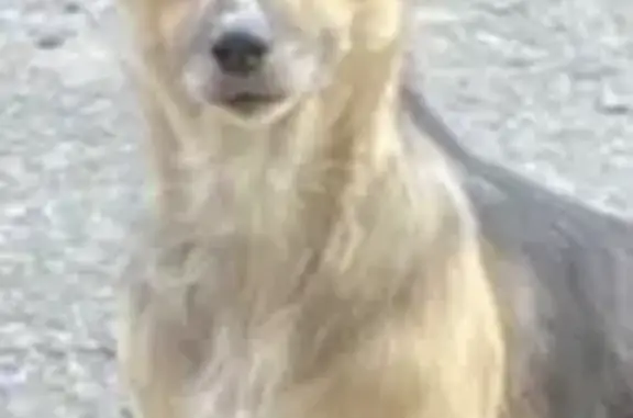 Пропала собака, Тульский пер., 18, Шахты