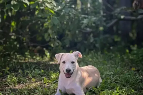 Пропала собака, Пролетарская 102, Таврическое