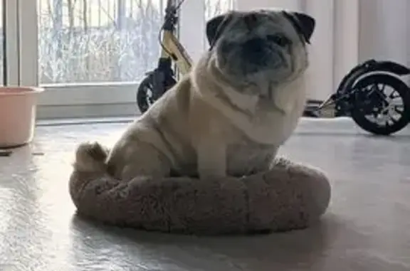 Собаки потеряшки, , фото: Потеряшка собака, Дачная 10, Большая Шильна