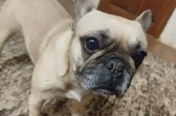 Объявления о пропавших и найденных животных, , фото: Пропала собака, Красная ул., Чигорак