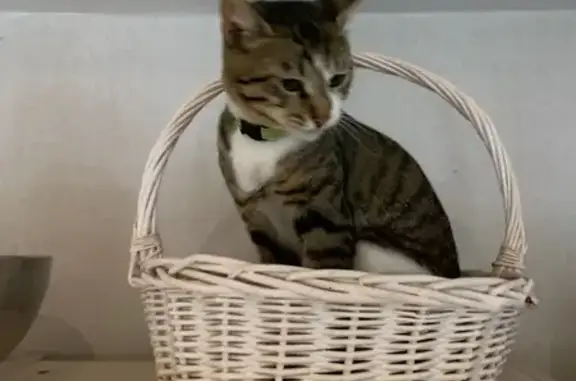 Пропала кошка, Оренбургская 27, Краснодар