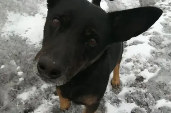 Пропала собака, Львовская 16, Ленинск