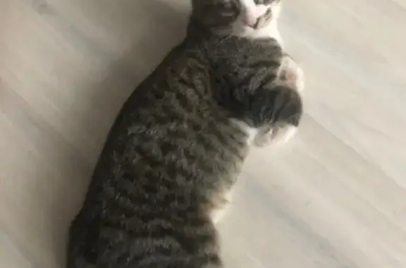 Пропала слепая кошка, Жодино, ул. 50 лет Октября, 27