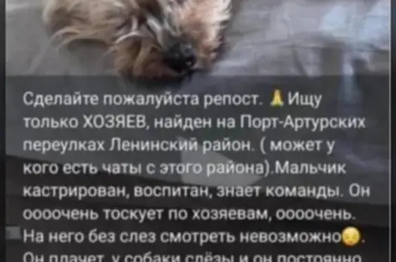 Собака найдена, Омск, Марьяновская 1