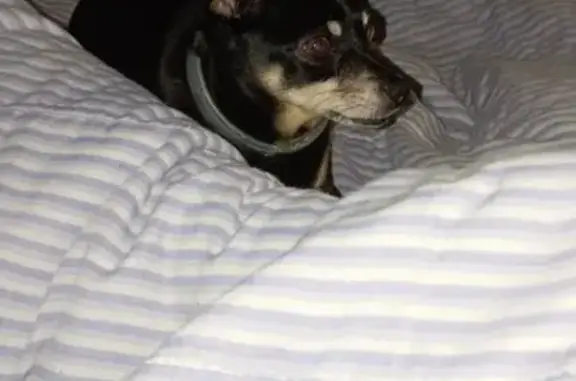 Пропала собака на Некрасова, 29, Симферополь