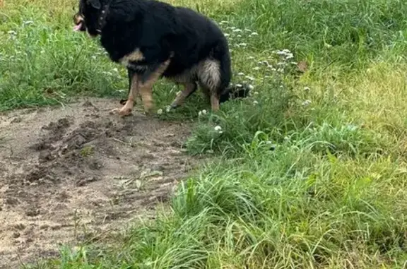 Найдена собака, Черноголовка, фото: Собака найдена у ЗАГСа, Институтский пр. 4