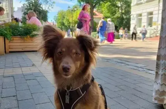 Собаки потеряшки, Кудрово, фото: Потеряшка собака, Английская ул., Кудрово