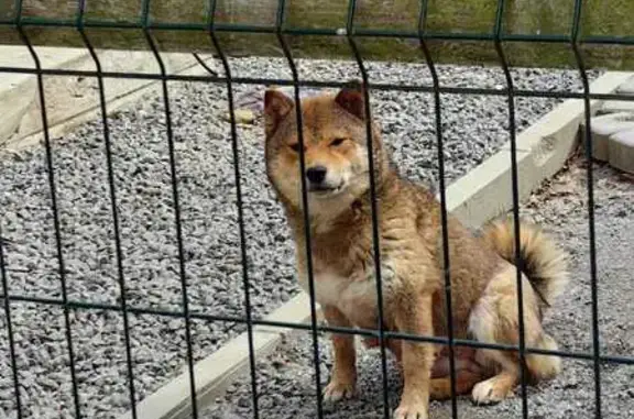 Собаки потеряшки, Виллозское городское поселение, фото: Потеряшка собака, 15-я линия, Виллозское