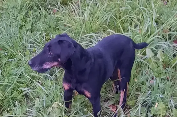 Пропала собака в районе Мазжуха, с. Топки