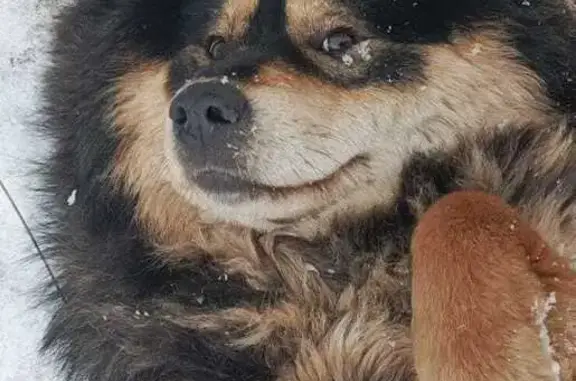 Собаки потеряшки, Тверская область, фото: Потеряшка собака в Новинках, Тверская обл.