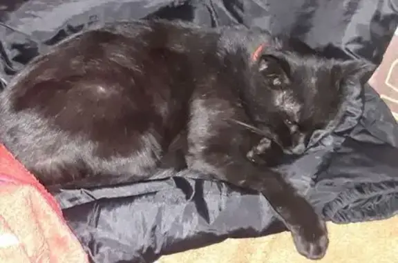 Пропал кот Тимур, ул. Тотмина, 25А