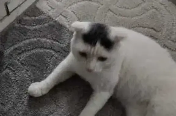 Пропал кот, ул. Бабушкина, Миллерово