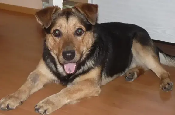 Пропала собака, Дульная ул. 10, Тула