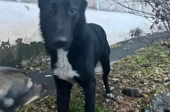 Найдена собака, Магнитогорск, фото: Найдена собака, пр. Карла Маркса 115/5