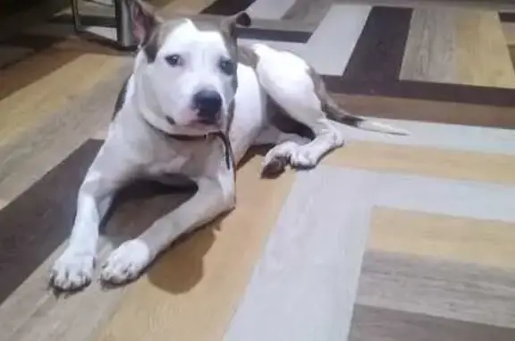 Собака найдена в подъезде на Елизаровых 39/3