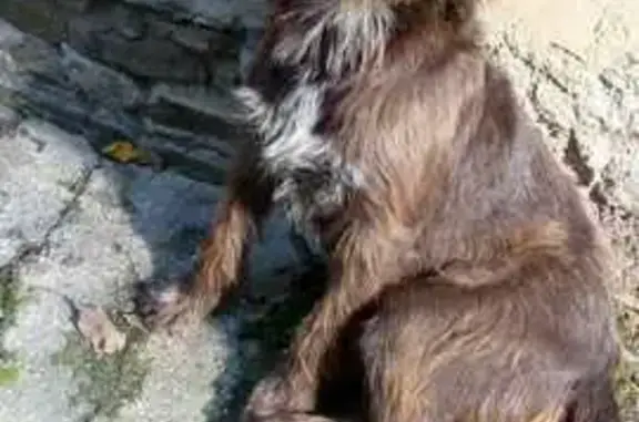 Собака найдена: Восточно-Кругликовская 1А