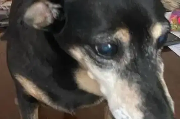 Собаки потеряшки, Тюмень, фото: Потеряшка собака, Военная ул., Тюмень