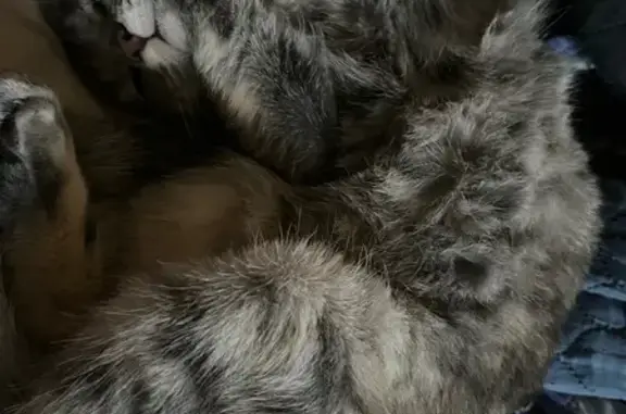 Пропала кошка, 2-й Юбилейный пр., 1, Коломна