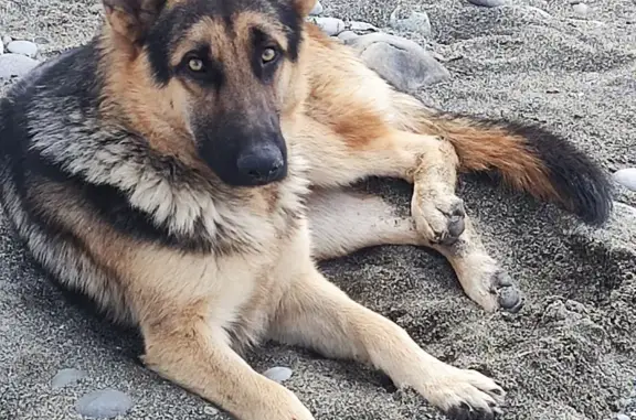 Найдена собака, Сочи, фото: Сочи: найдена овчарка, ул. Декабристов, 78Б