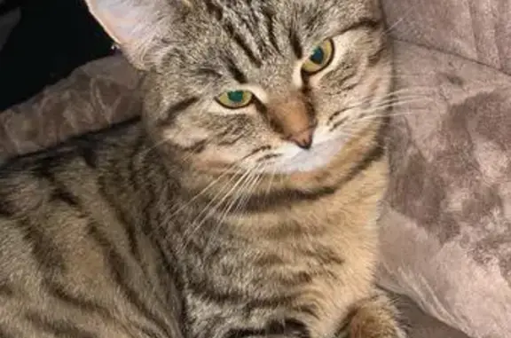 Пропала кошка, ул. Окт. Революции, 372