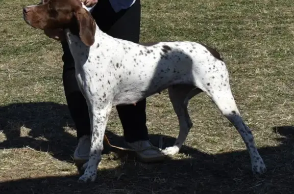 Пропала собака, Центральная 13, Соловеново