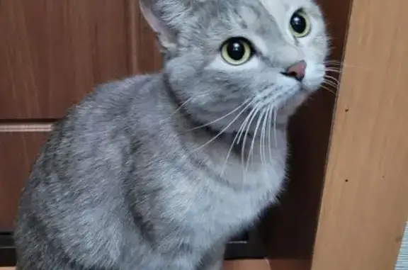 Найдена кошка, Бийск, фото: Кошка найдена, ул. Вали Максимовой, Бийск