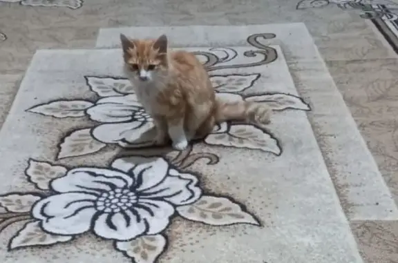 Кошки потеряшки, Акбулак, фото: Потеряшка кошка, ул. Горбунова, Акбулак