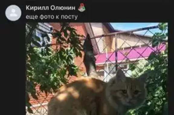 Кошки потеряшки, Кировская область, фото: Потеряшка кошка в Вятских Полянах