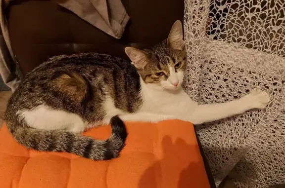 Пропала кошка, СНТ Зеленоградец, Масюгино