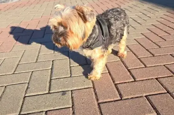 Собака найдена: Лермонтовский бул., Геленджик